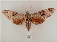 藏品(粗斜紋天蛾)的圖片