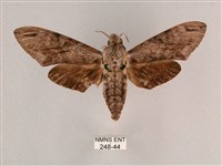 藏品(細斜紋霜天蛾)的圖片