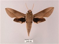 藏品(藏斜紋天蛾)的圖片