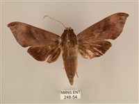 藏品(背中白天蛾)的圖片