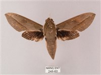 藏品(藏斜紋天蛾)的圖片