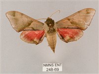 藏品(榆綠天蛾)的圖片