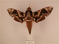 藏品(暗綠白腰天蛾)的圖片