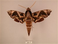 藏品(暗綠白腰天蛾)的圖片