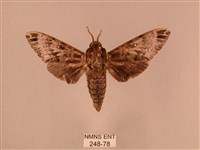 藏品(白星天蛾)的圖片