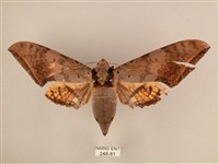 藏品(臺灣鷹翅天蛾)的圖片