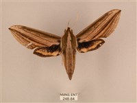 藏品(棕綠背線天蛾)的圖片