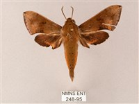 藏品(臺灣白肩天蛾)的圖片