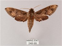 藏品(雙斑白肩天蛾)的圖片