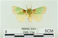 藏品(基褐綠刺蛾)的圖片