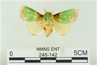 藏品(基褐綠刺蛾)的圖片