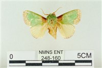 藏品(基褐綠刺蛾)的圖片