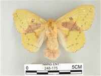 藏品(青枯葉蛾)的圖片