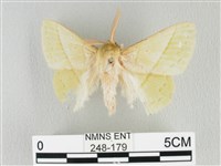 藏品(青枯葉蛾)的圖片