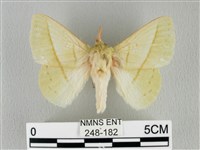 藏品(青枯葉蛾)的圖片