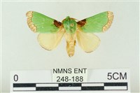 藏品(基褐綠刺蛾)的圖片