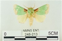 藏品(基褐綠刺蛾)的圖片