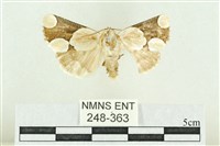 藏品(臺灣斑蕊夜蛾)的圖片