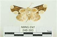 藏品(臺灣斑蕊夜蛾)的圖片