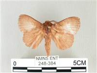 藏品(馬尾松枯葉蛾)的圖片