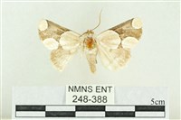 藏品(臺灣斑蕊夜蛾)的圖片