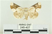 藏品(臺灣斑蕊夜蛾)的圖片