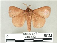 藏品(馬尾松枯葉蛾)的圖片