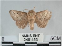 藏品(扁刺蛾)的圖片