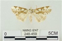 藏品(連珠波紋蛾)的圖片