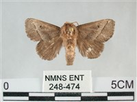 藏品(扁刺蛾)的圖片