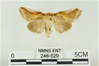 藏品(印華波紋蛾)的圖片