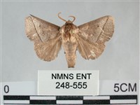 藏品(扁刺蛾)的圖片