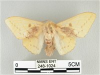 藏品(青枯葉蛾)的圖片