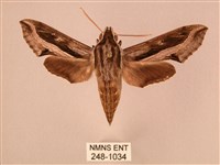 藏品(斜線天蛾)的圖片