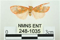 藏品(三色豔苔蛾)的圖片