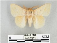 藏品(青枯葉蛾)的圖片