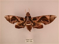 藏品(暗綠白腰天蛾)的圖片