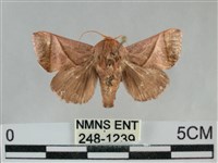 藏品(眉原褐刺蛾)的圖片