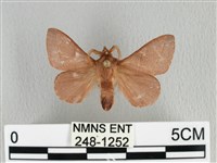 藏品(薄翅枯葉蛾)的圖片