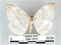 藏品(圓翅大鉤蛾)的圖片