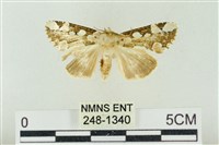 藏品(連珠波紋蛾)的圖片