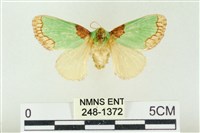 藏品(基褐綠刺蛾)的圖片