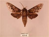 藏品(白星天蛾)的圖片