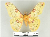 藏品(黃豹天蠶蛾)的圖片