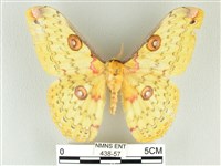 藏品(黃豹天蠶蛾)的圖片