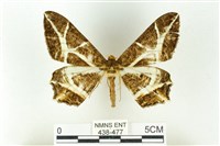 藏品(樹形尺蛾)的圖片