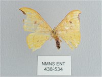 藏品(彎黑黃鉤蛾)的圖片