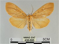 藏品(橙擬燈蛾)的圖片