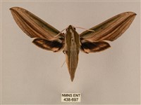 藏品(棕綠背線天蛾)的圖片