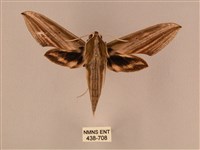 藏品(棕綠背線天蛾)的圖片